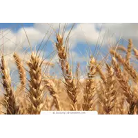 Пшеница продовольственная 3 кл.